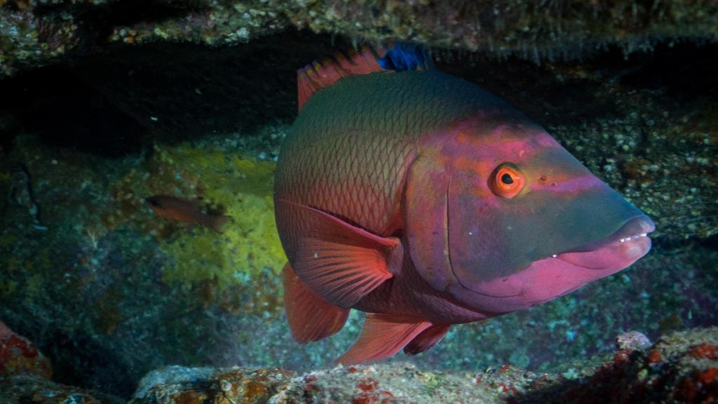 Un 'Bodianus scrofa'.