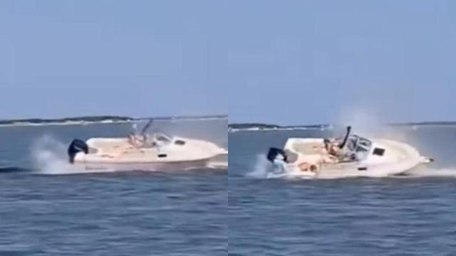 Una ballena murió en New Jersey al chocar con un bote