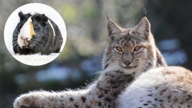 Tu cobaya, su lince europeo: un plan sin fisuras según el zoo de Aalborg.