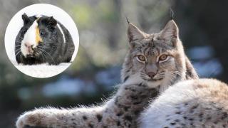 Tu cobaya, su lince europeo: un plan sin fisuras según el zoo de Aalborg.