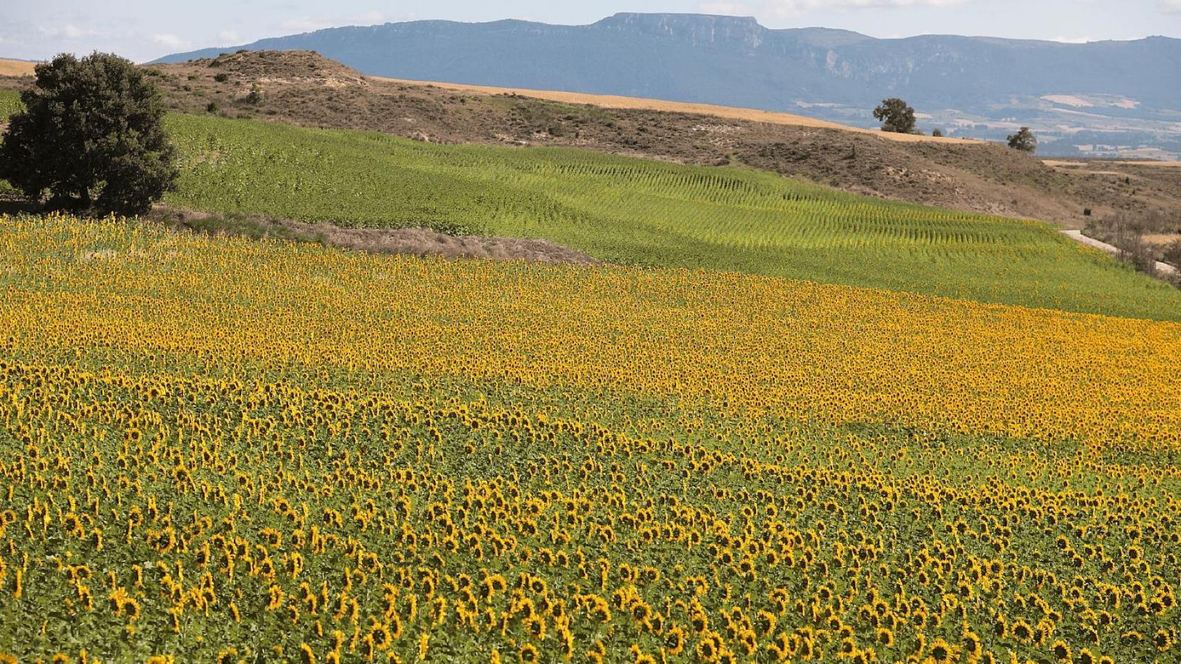 El precioso mar dorado de girasoles
