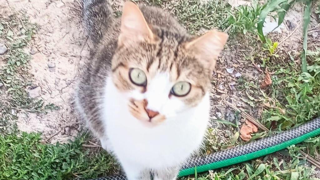 Linda, la gata rescatada por Helena Rubio, del aeropuerto de Madrid Barajas.