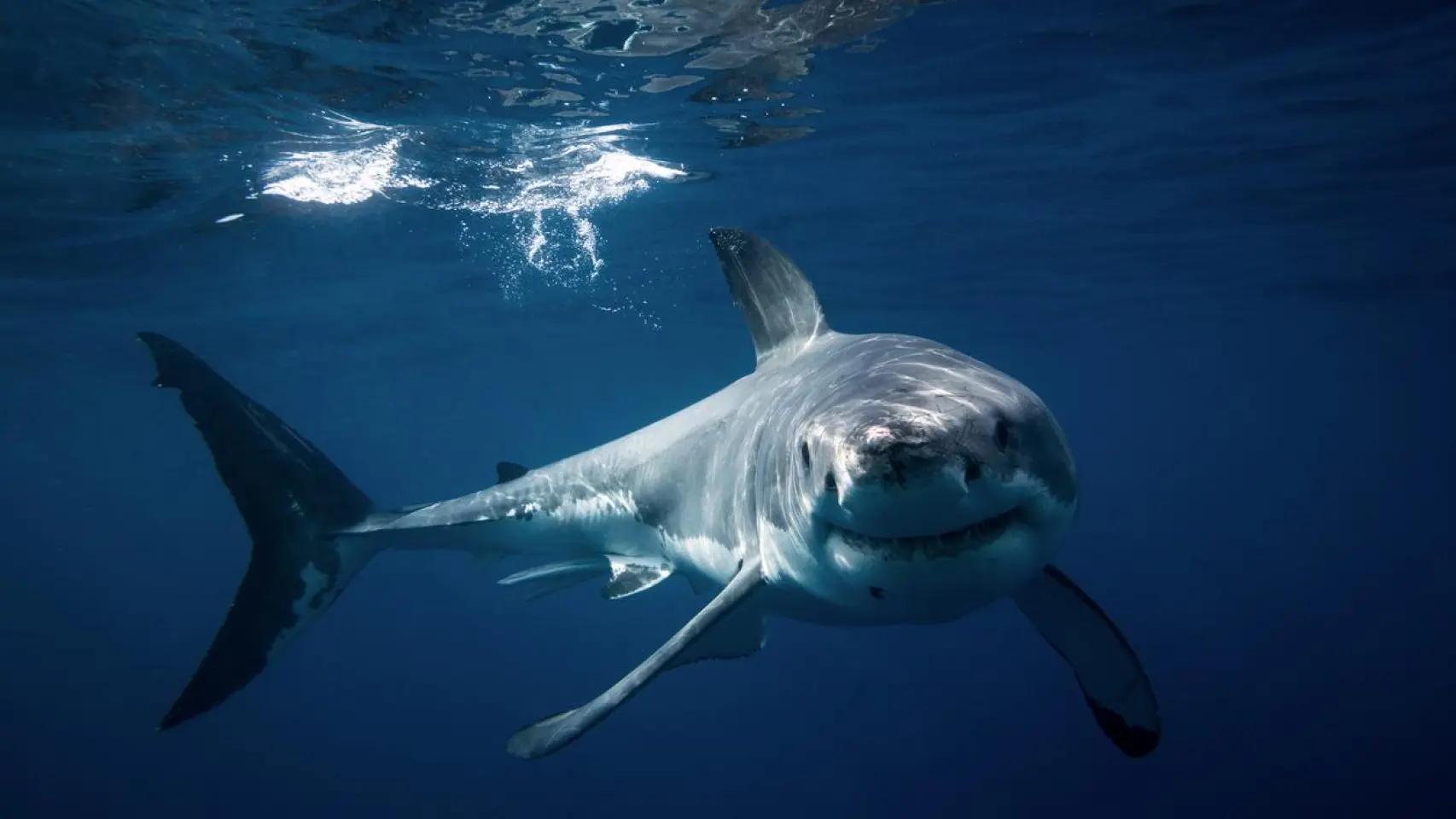 Fotografía de un tiburón.