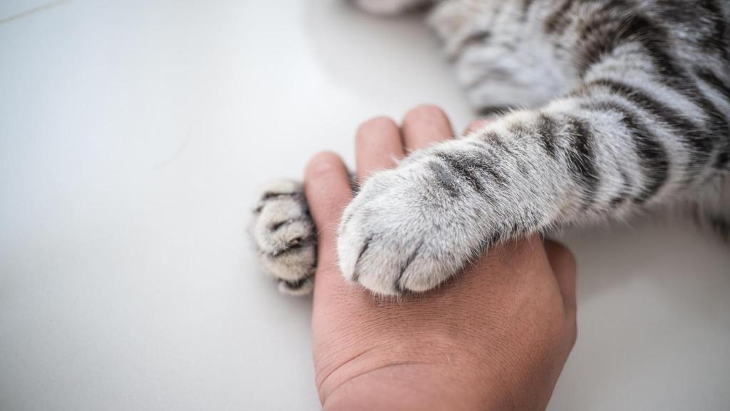 Unas patas de un gato y una mano humana.