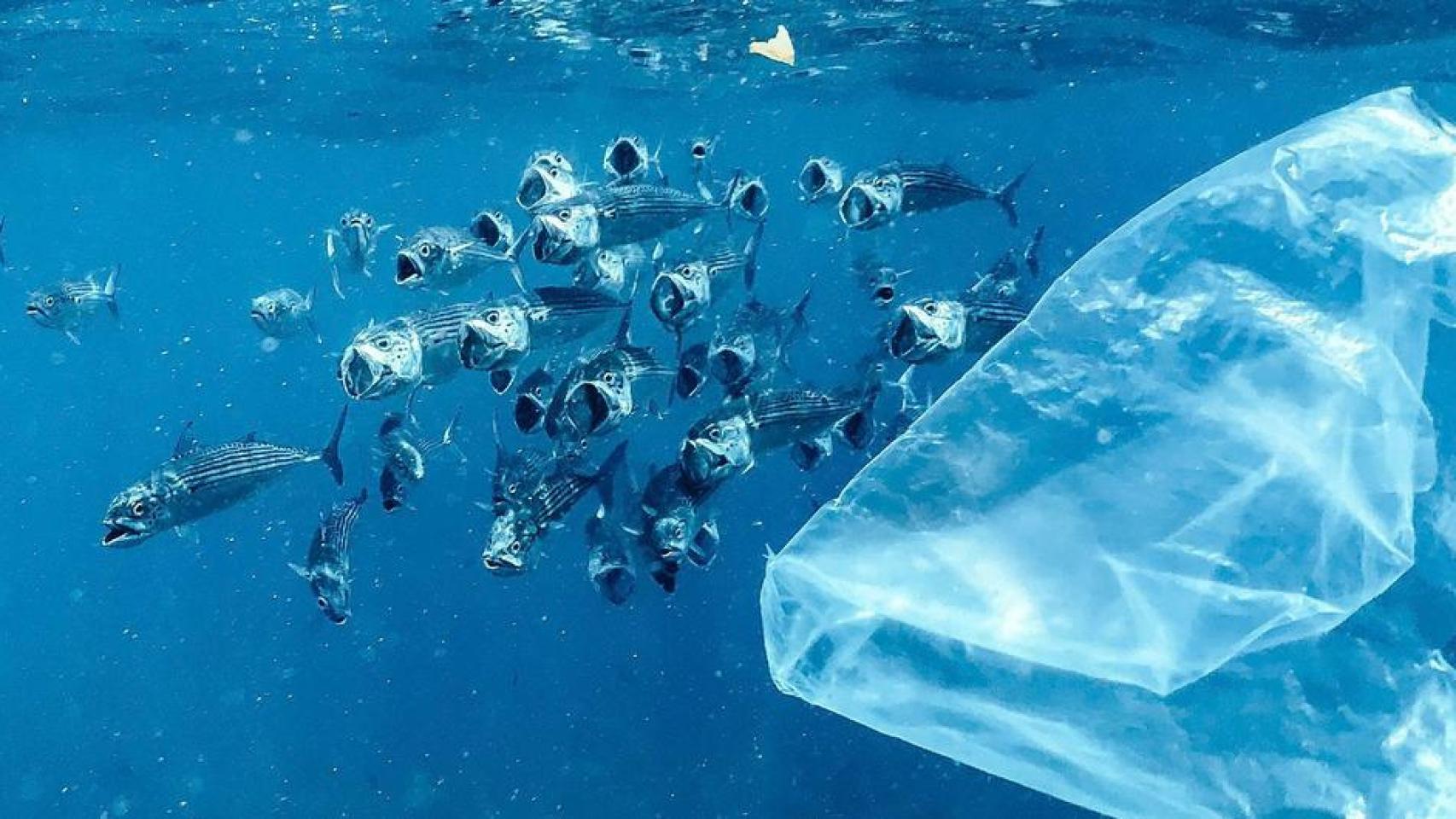 Plástico flotando frente a un banco de peces en Bali, Indonesia.