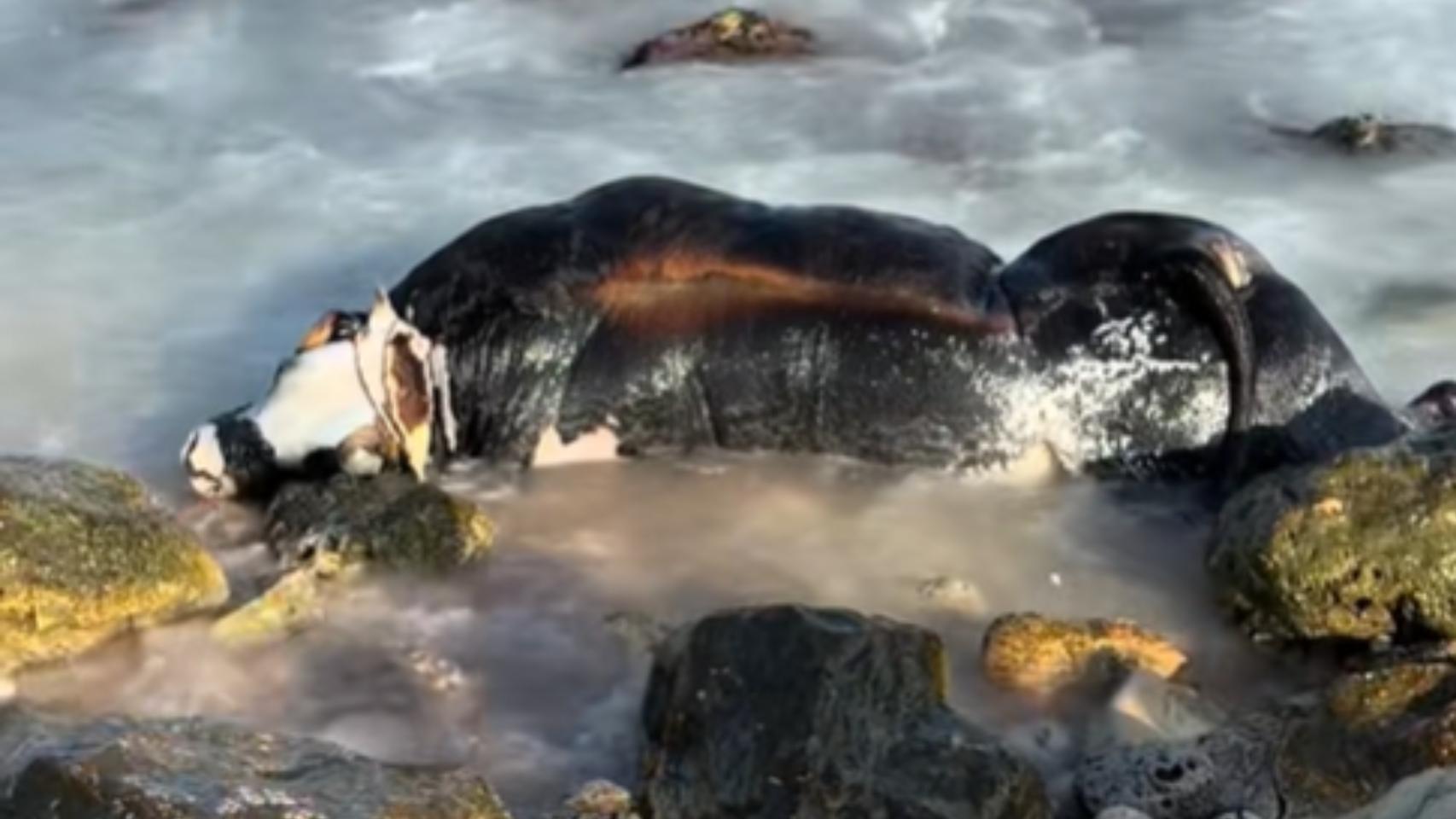 Una vaca ha aparecido muerta en una playa del Casco Urbano de Altea