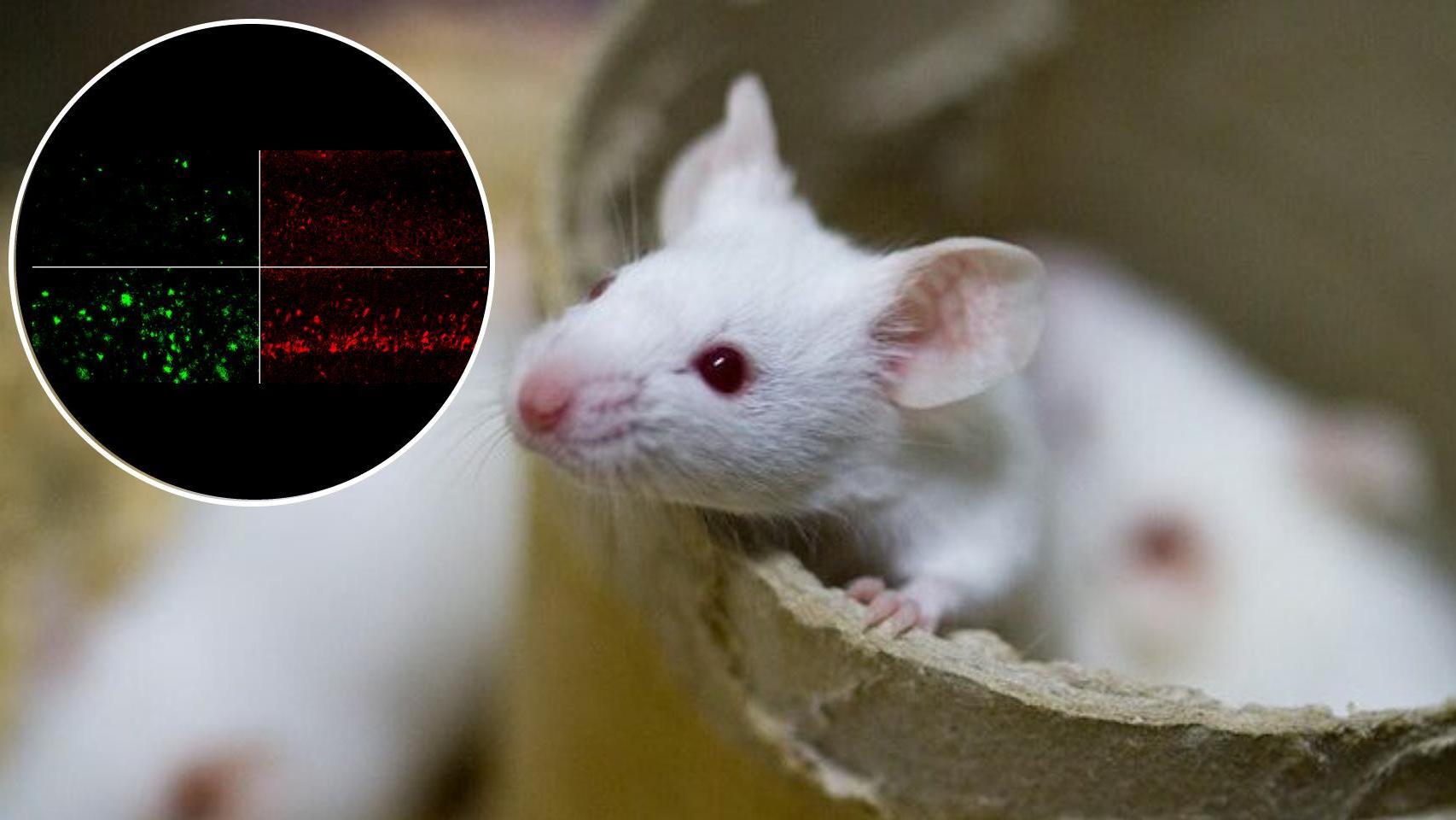 La reducción de beta amiloide y tau en los ratones tratados con litio.