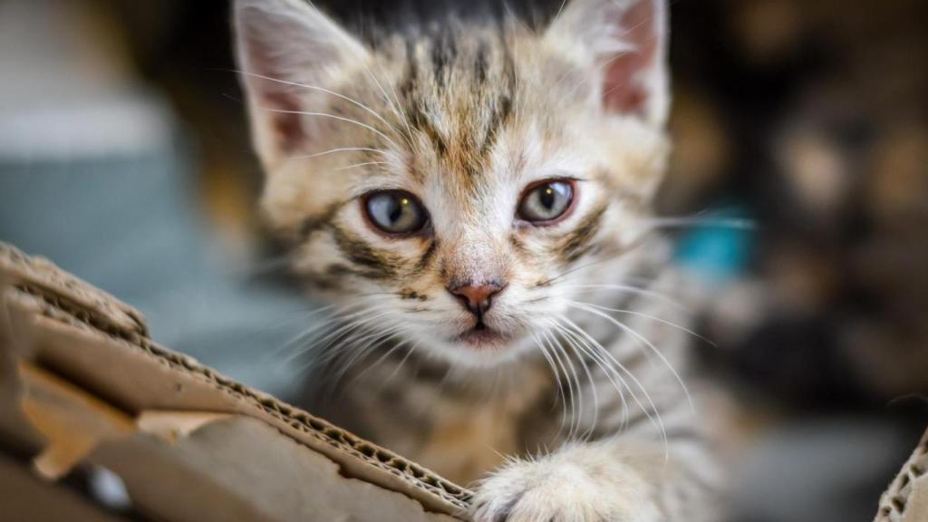Un gatito pequeño en una caja de cartón.