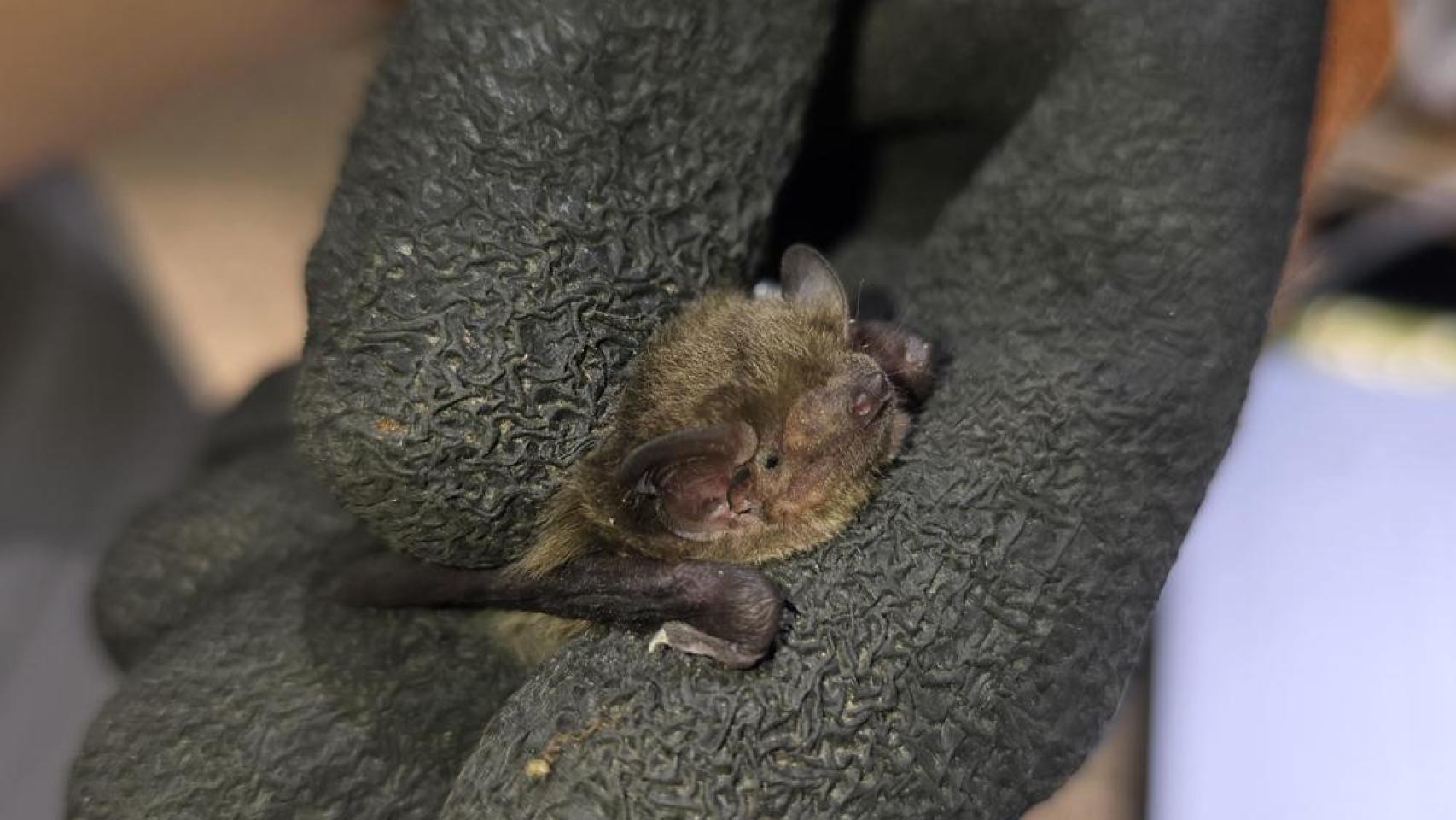 Uno de los murciélagos del Jardín Botánico.