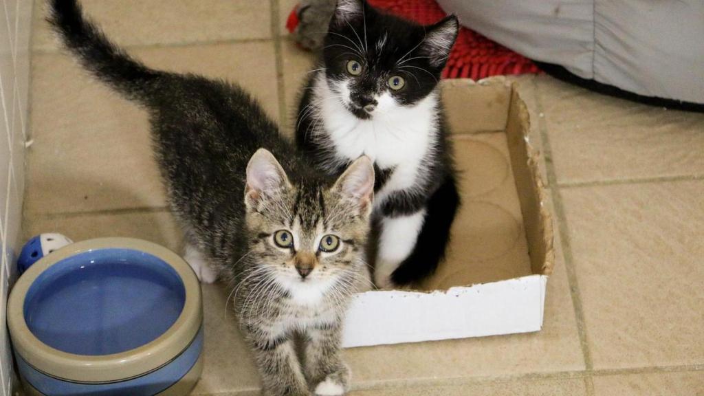 Dos gatos en una caja de cartón.