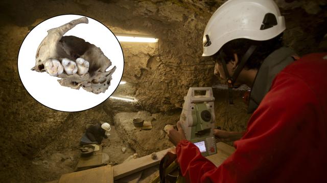 Investigaciones de canibalismo en Atapuerca