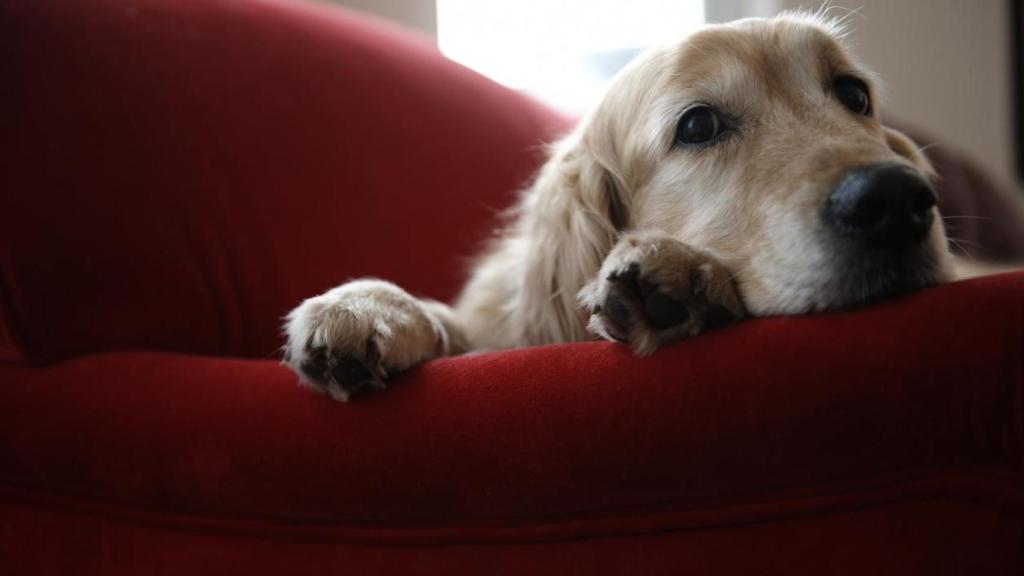 Un perro labrador en un sofá rojo.