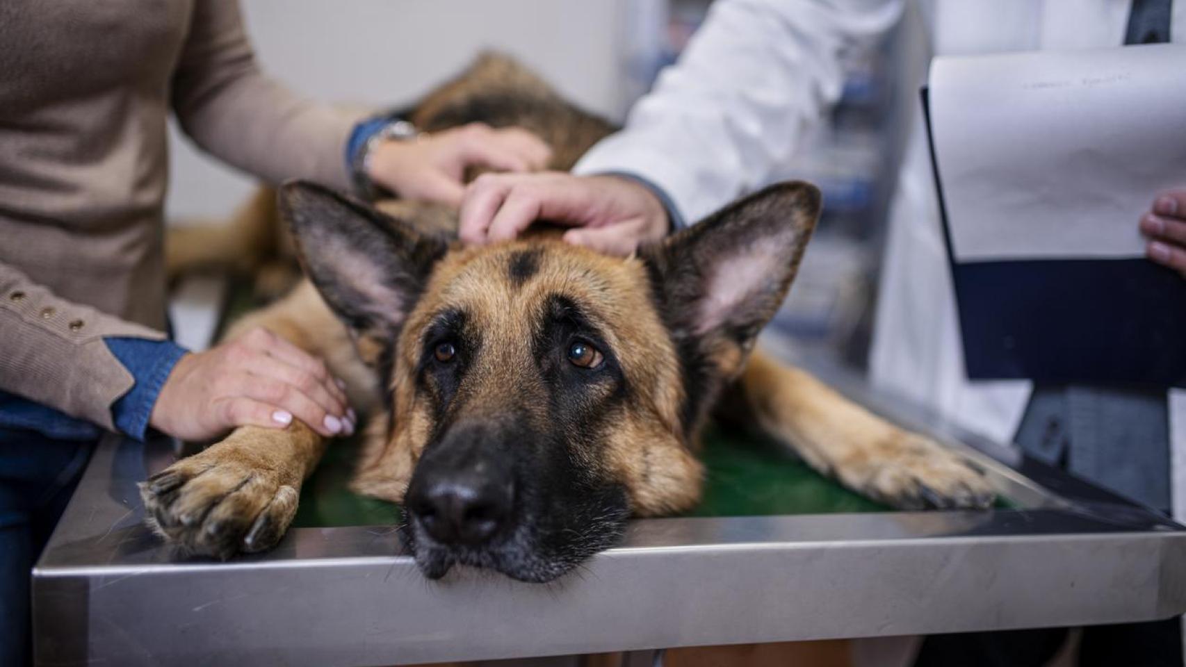 Un perro pastor alemán en una clinica veterinaria.