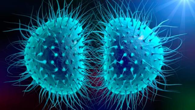 La bacteria causante de la gonorrea es 'Neisseria gonorrhoeae', también conocida como gonococo.