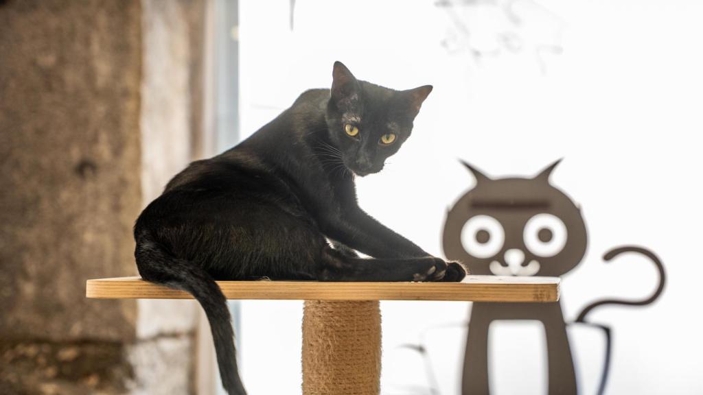 Un gato negro en La Gatoteca de Madrid.