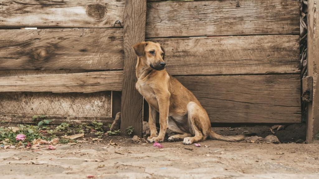 Un perro abandonado por la calle.