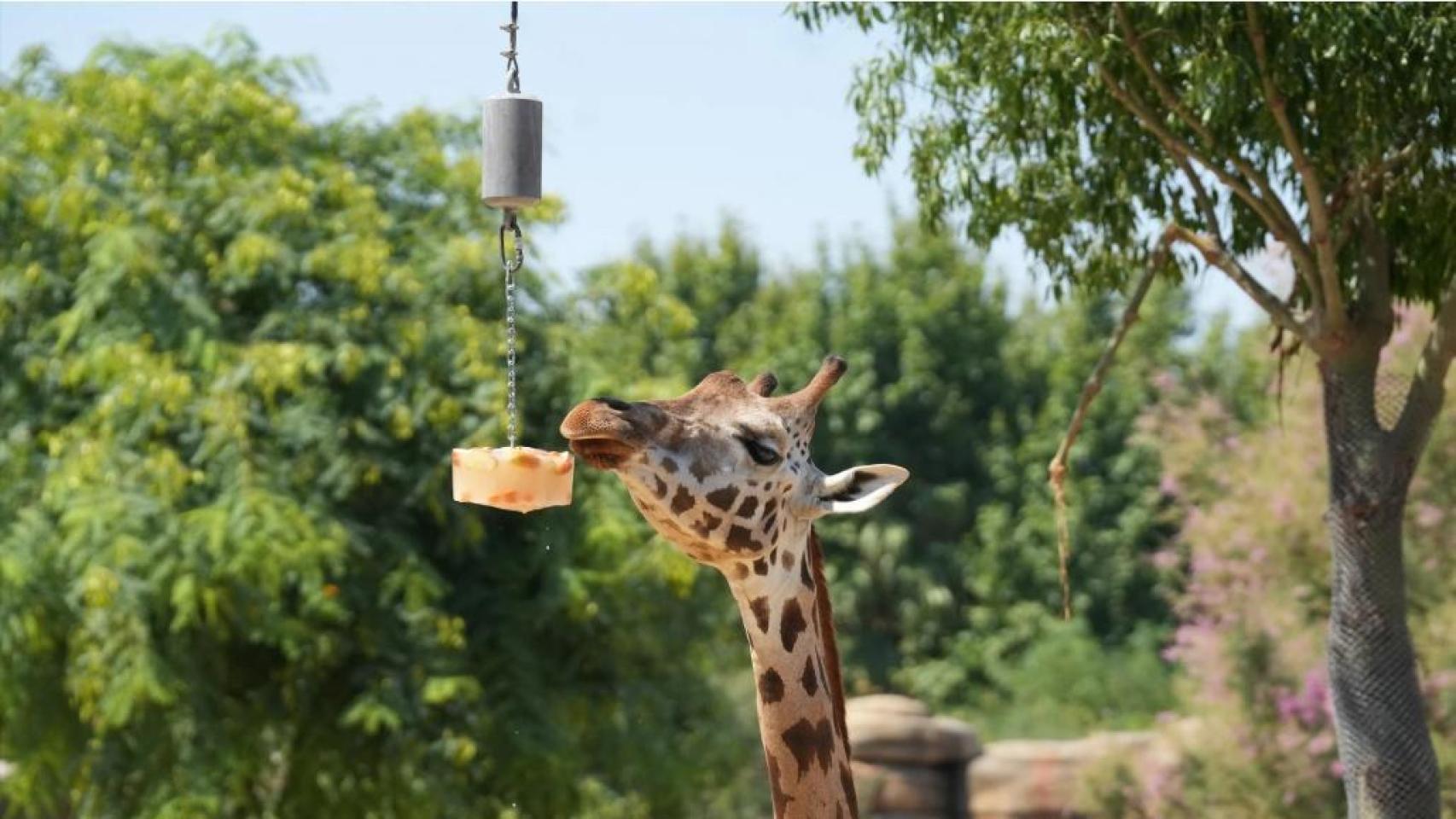 Una jirafa es alimentada con fruta congelada en el zoo de Barcelona.