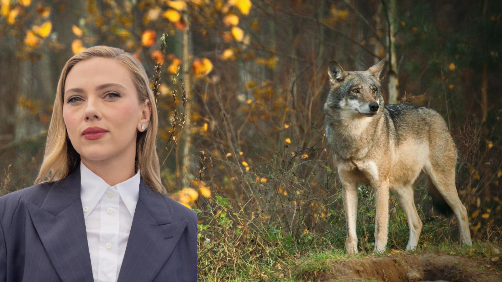 Imagen de archivo de Scarlett Johansson en Cannes junto a un lobo en EEUU.