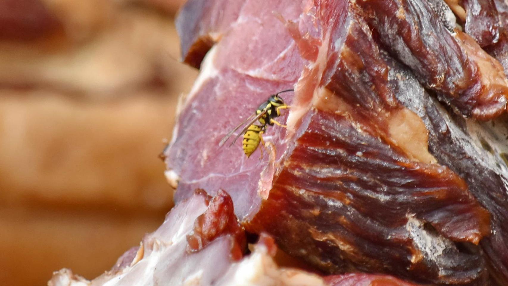 Avispas en la comida (Bicanski/Pixnio)