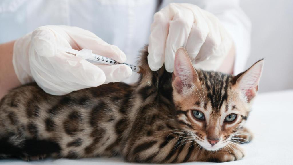 Una veterinaria vacuna un gato tigrado.