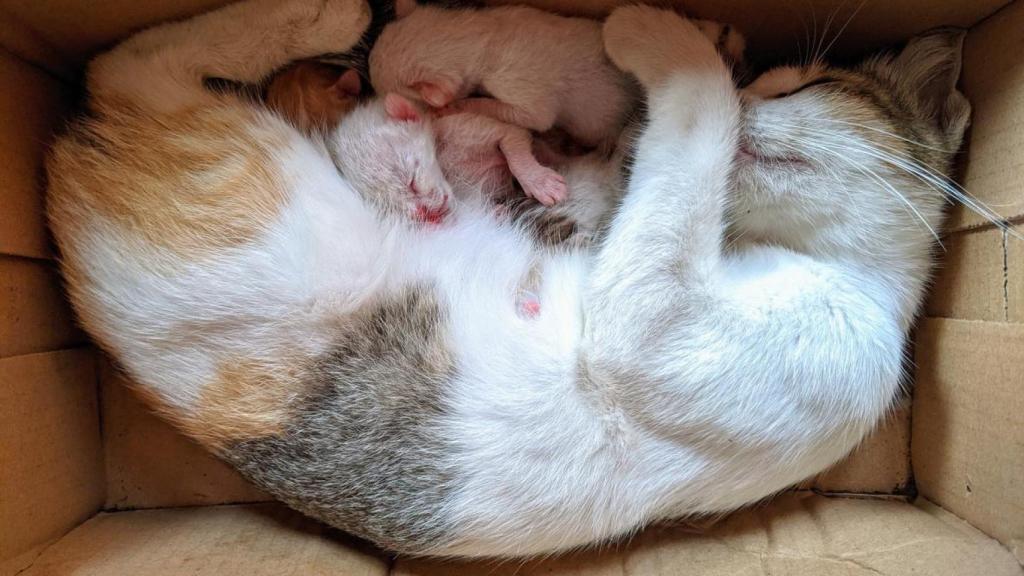 Una gata con sus cachorros en una caja.