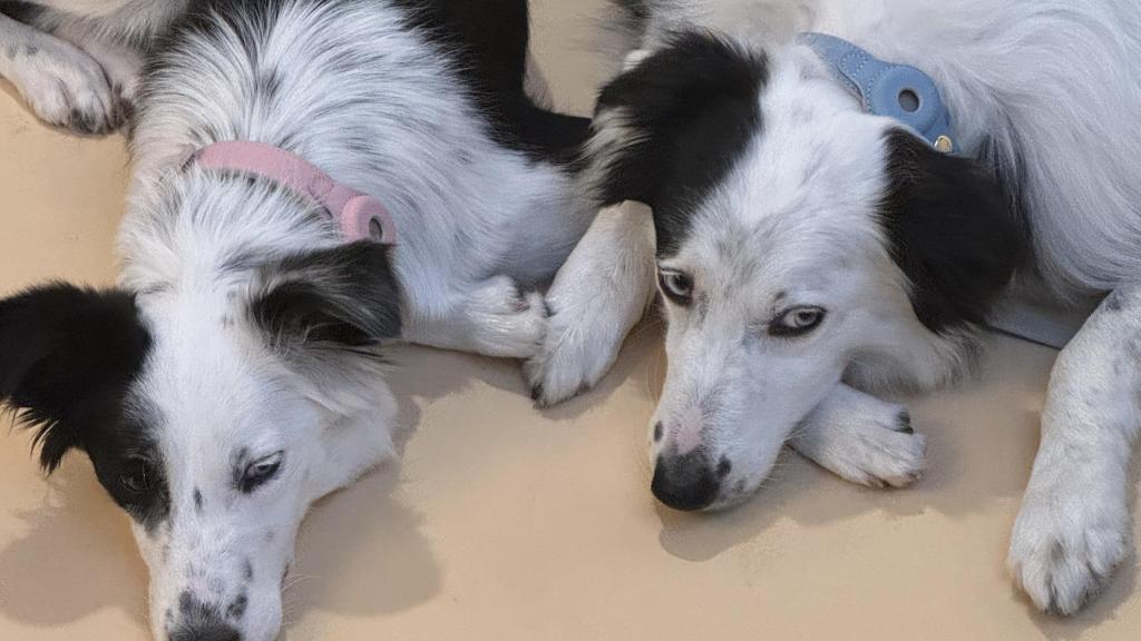 Dos perros con los collares de Nina Woof, la marca de lujo para mascotas.