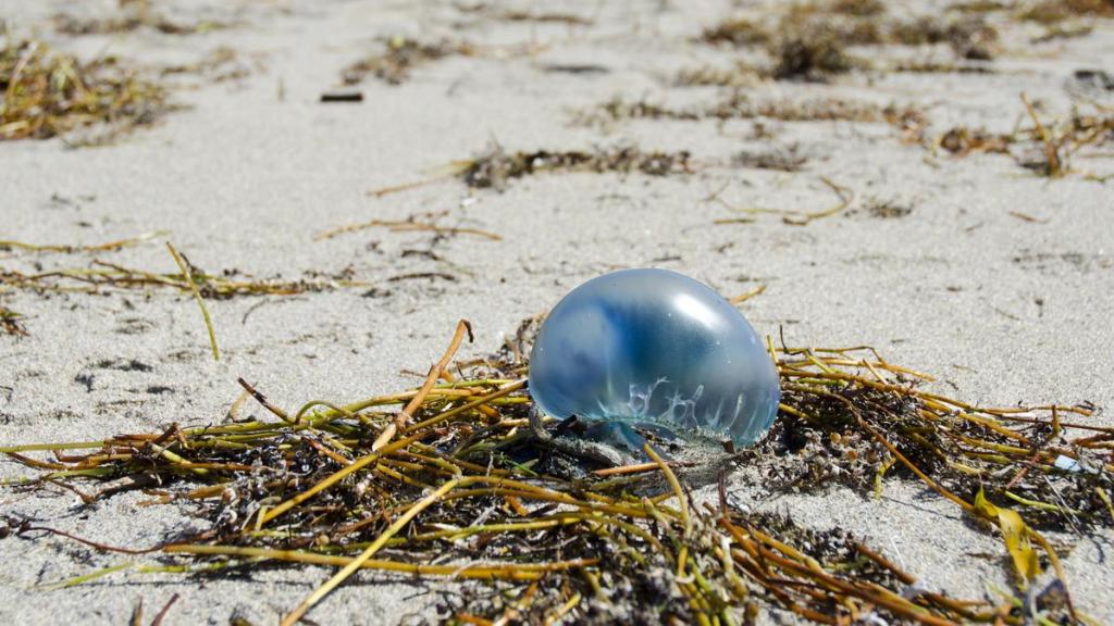 Las carabelas portuguesas y las algas asiáticas han invadido las costas españolas este 2025.