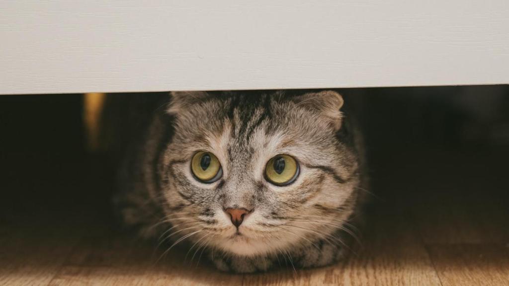 Un gato asustado debajo de una mesa.