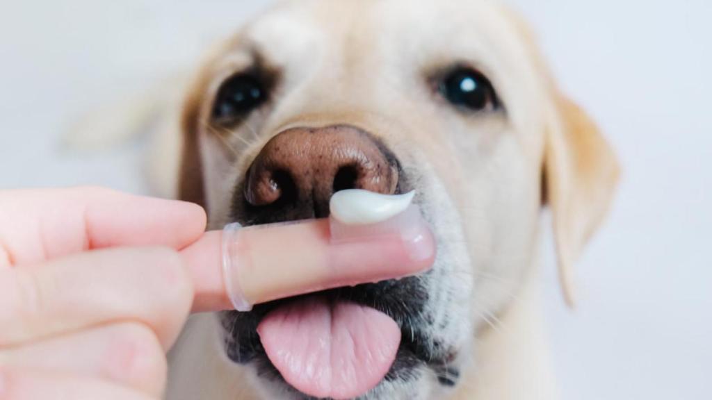 Una persona lavando los dientes a su perro.