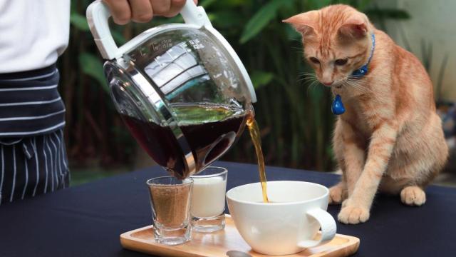 Un gato delante de una taza de té.