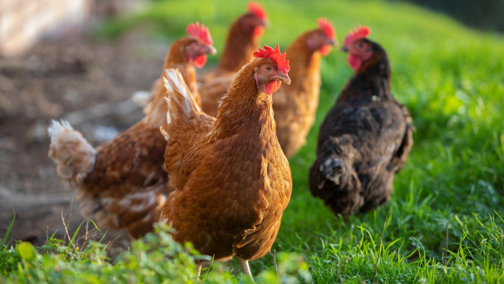 Una explotación de gallinas.