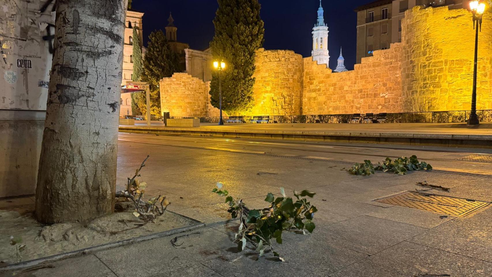 Ramas de árboles afectadas por el viento en Zaragoza