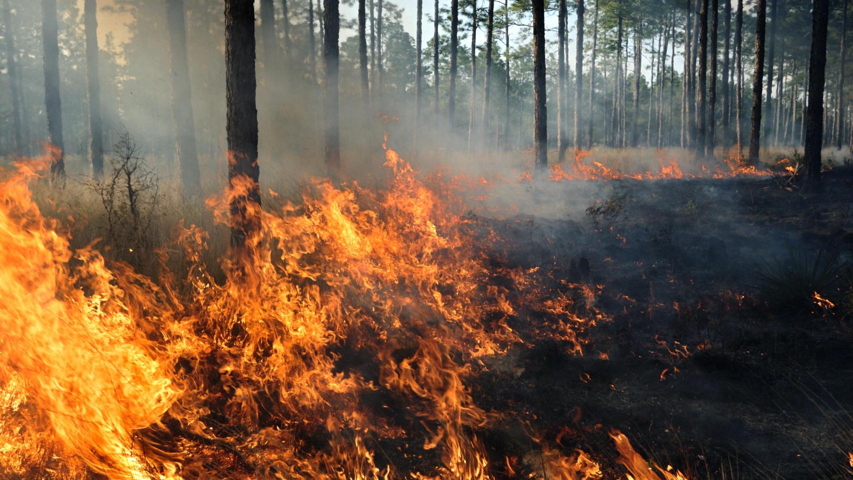 Un bosque durante un incendio forestal.