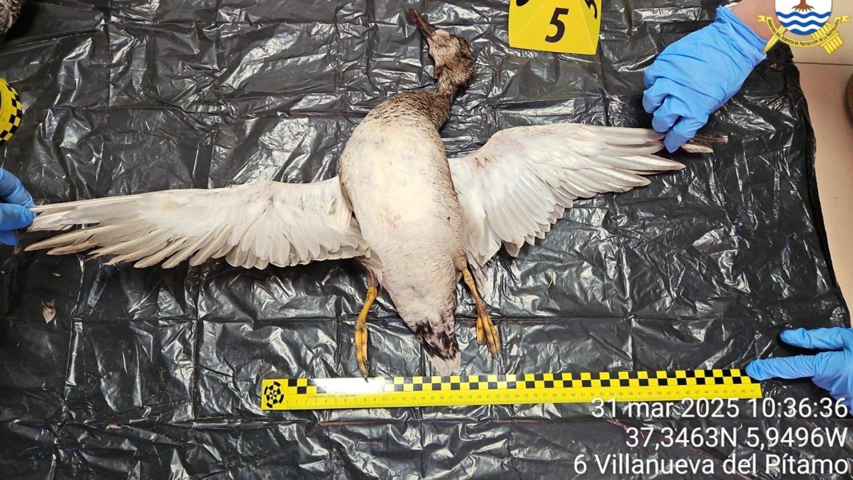 Uno de los ejemplares incautados durante la operación