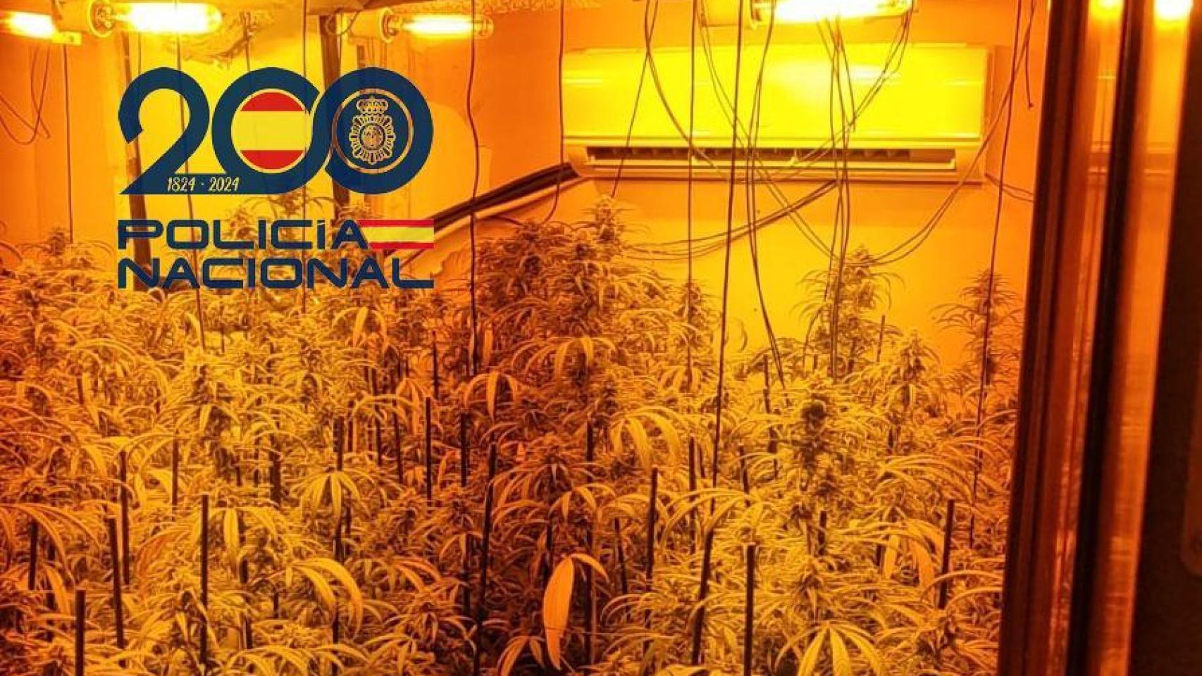 Imagen de la plantación de marihuana.