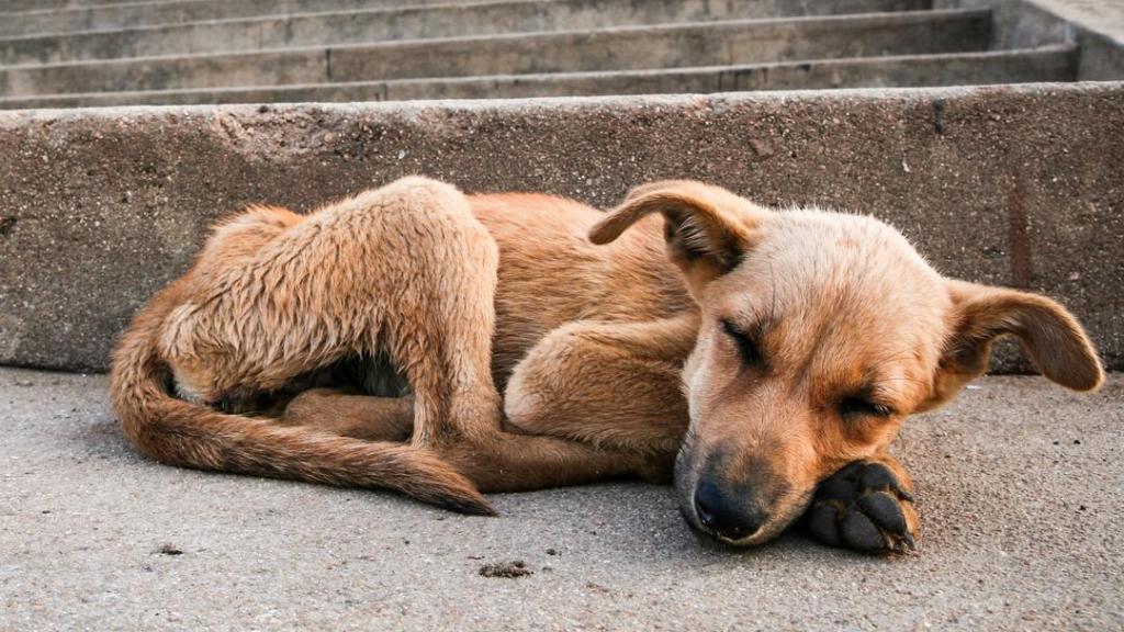 Un perro desnutrido en la calle.
