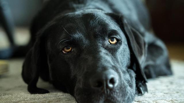 Un perro negro con ojos tristes.