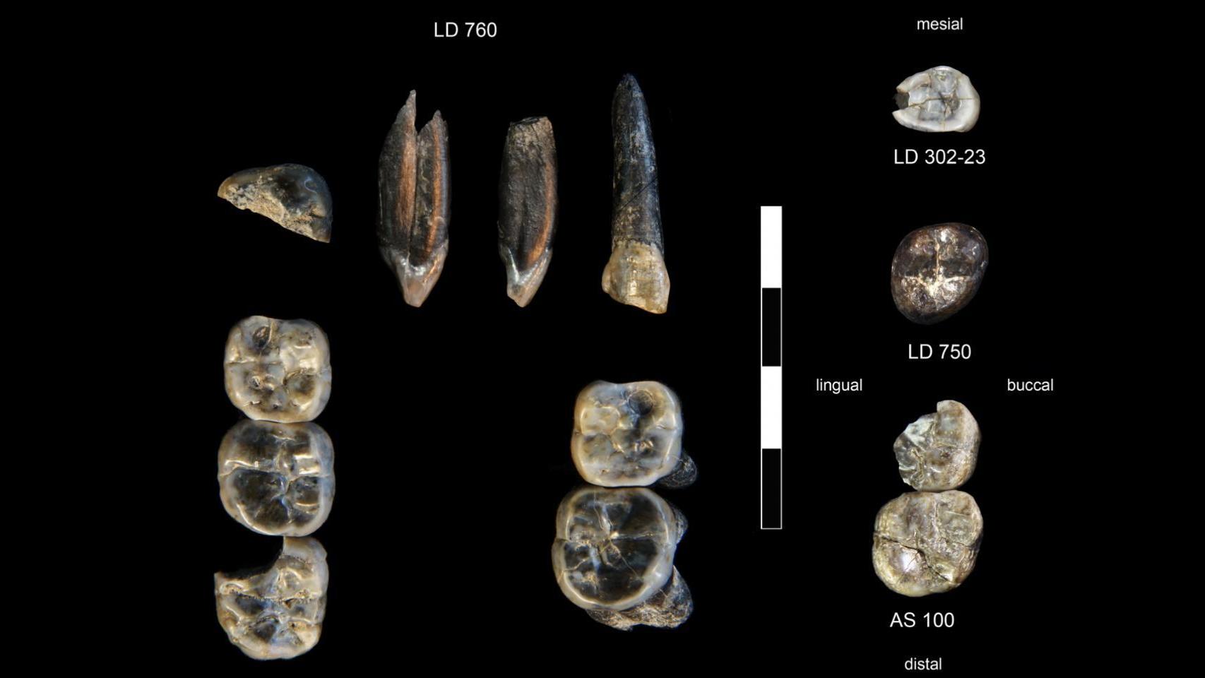 Los dientes fósiles de la nueva especie de australopitecino. Brian Villmoare: University of Nevada Las Vegas