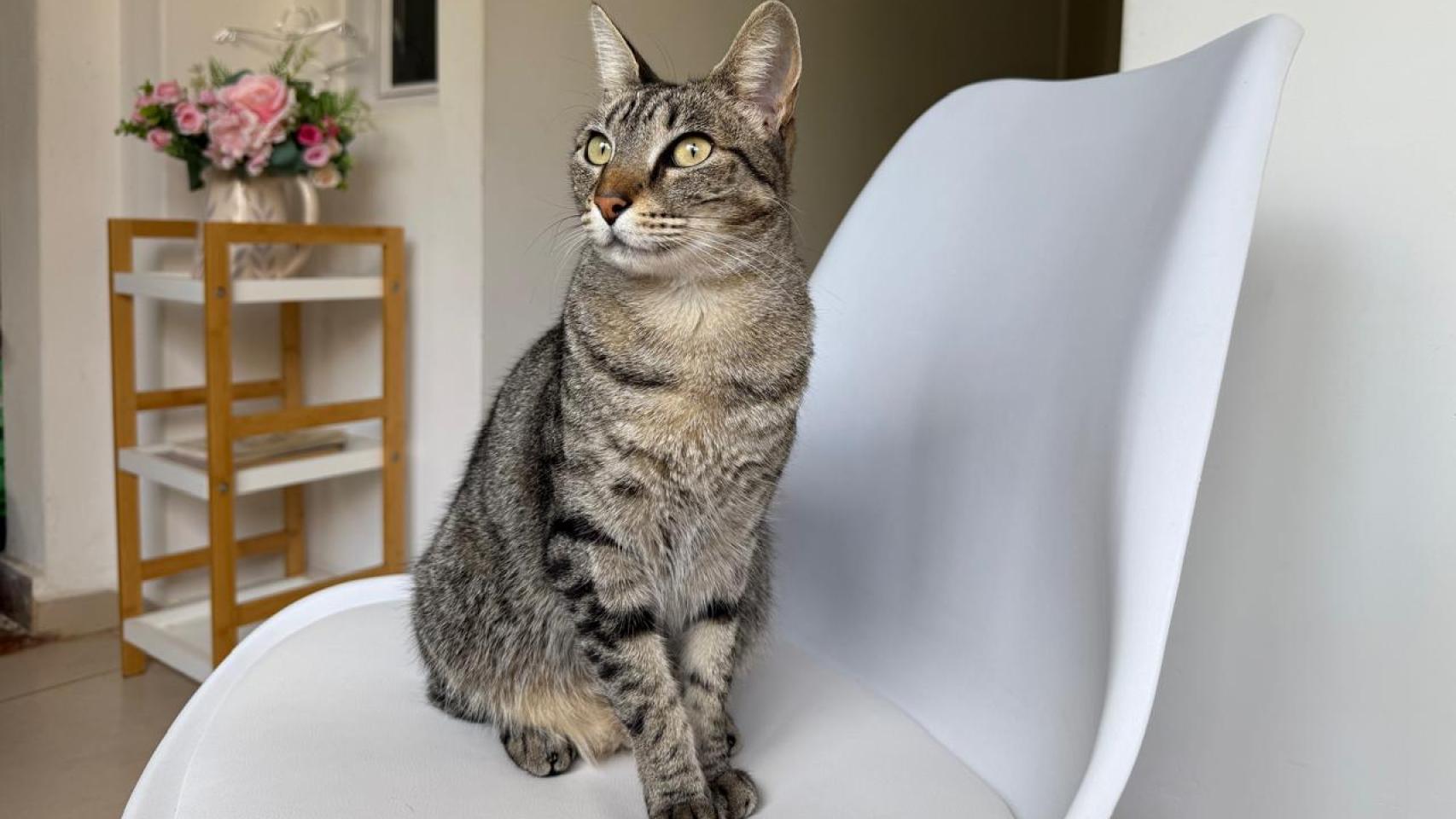 La gata de Vera Florin Christensen, psicóloga.