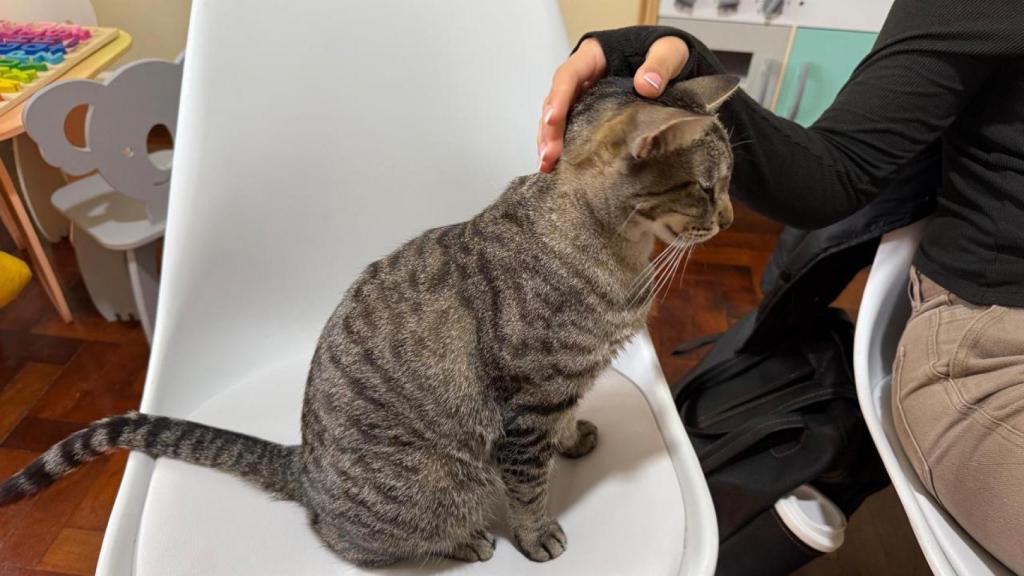 Un paciente acaricia a la gata terapeuta.