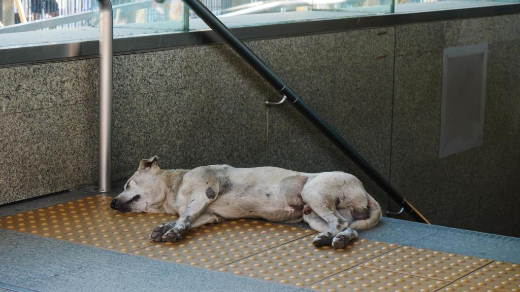 Un perro callejero durmiendo en la boca del metro.