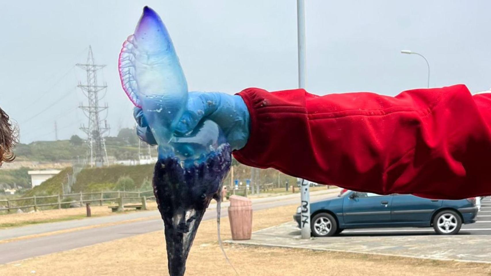 Arteixo (A Coruña) retira 40 carabelas portuguesas de la playa de Sabón