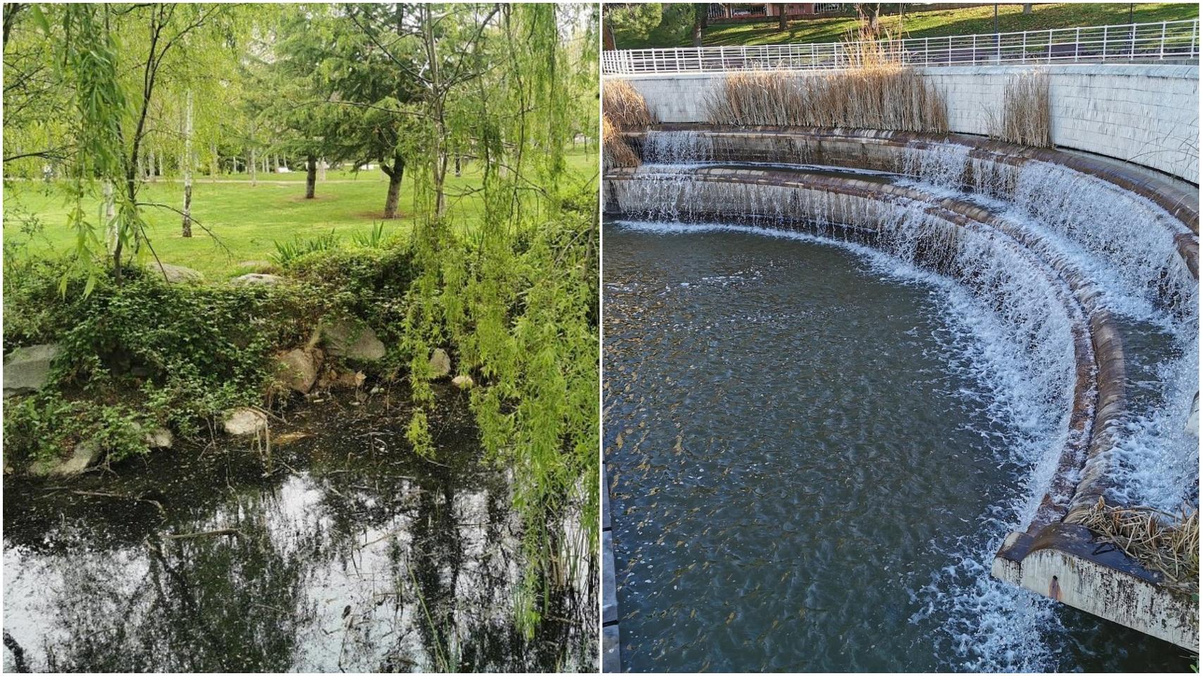 Diferentes puntos del Parque de la Laguna Carrizal de Collado Villalba (Madrid).