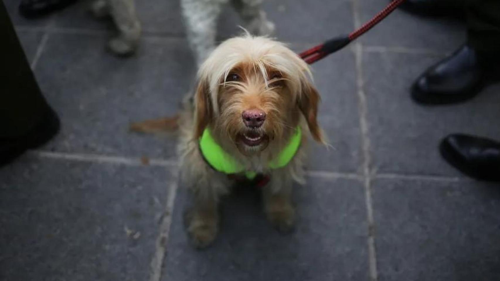 Un perro en la calle.