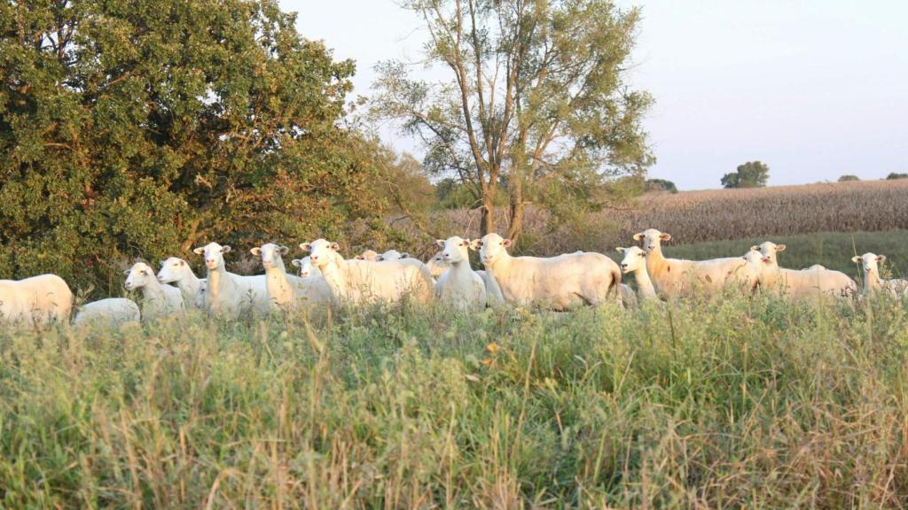 Las ovejas como posibles factores de prevención de incendios.