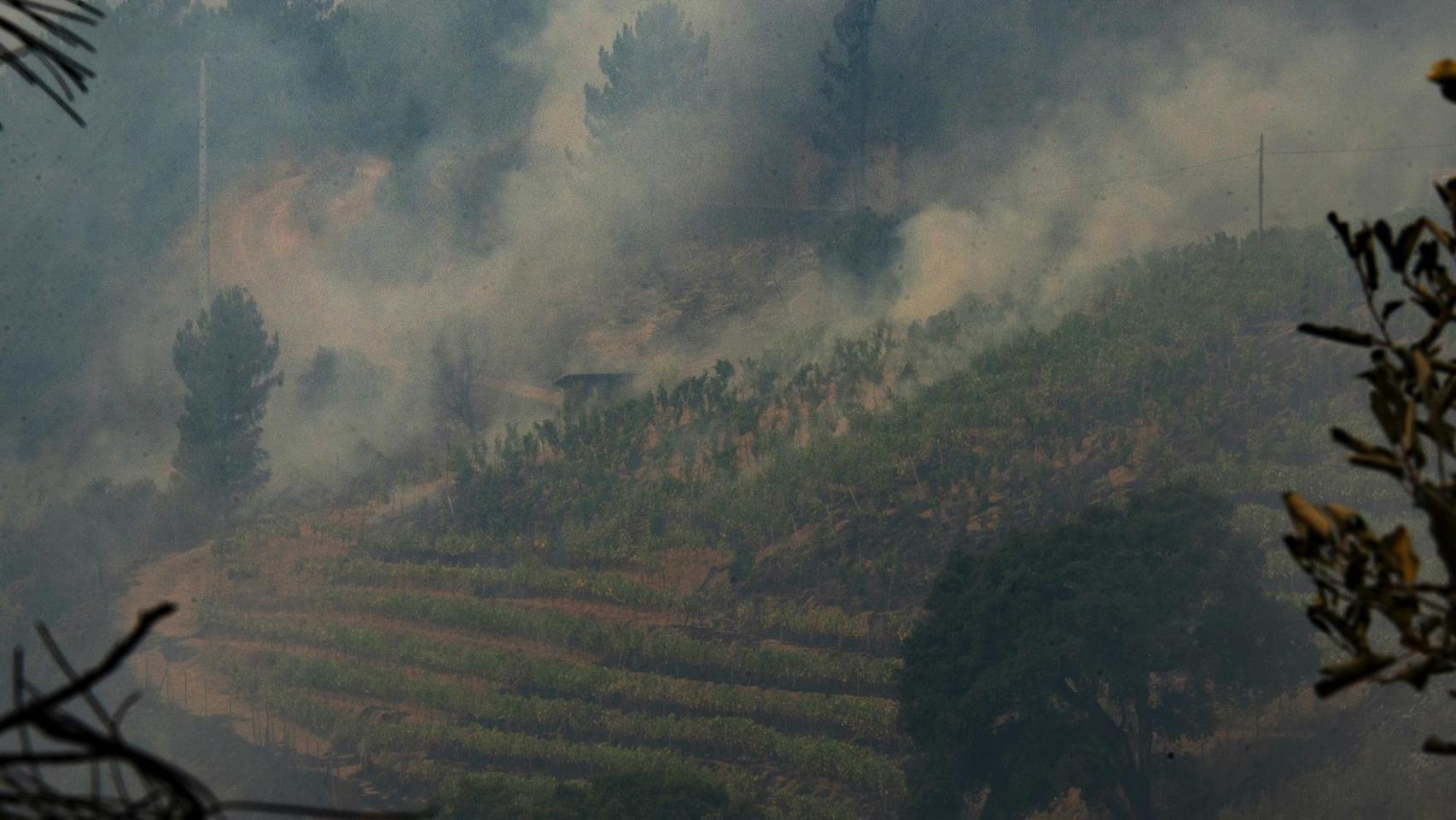 Vista de una viña en la DO Valdeorras, afectada por el fuego, a 16 de agosto de 2025, en A Rúa, Ourense, Galicia (España).