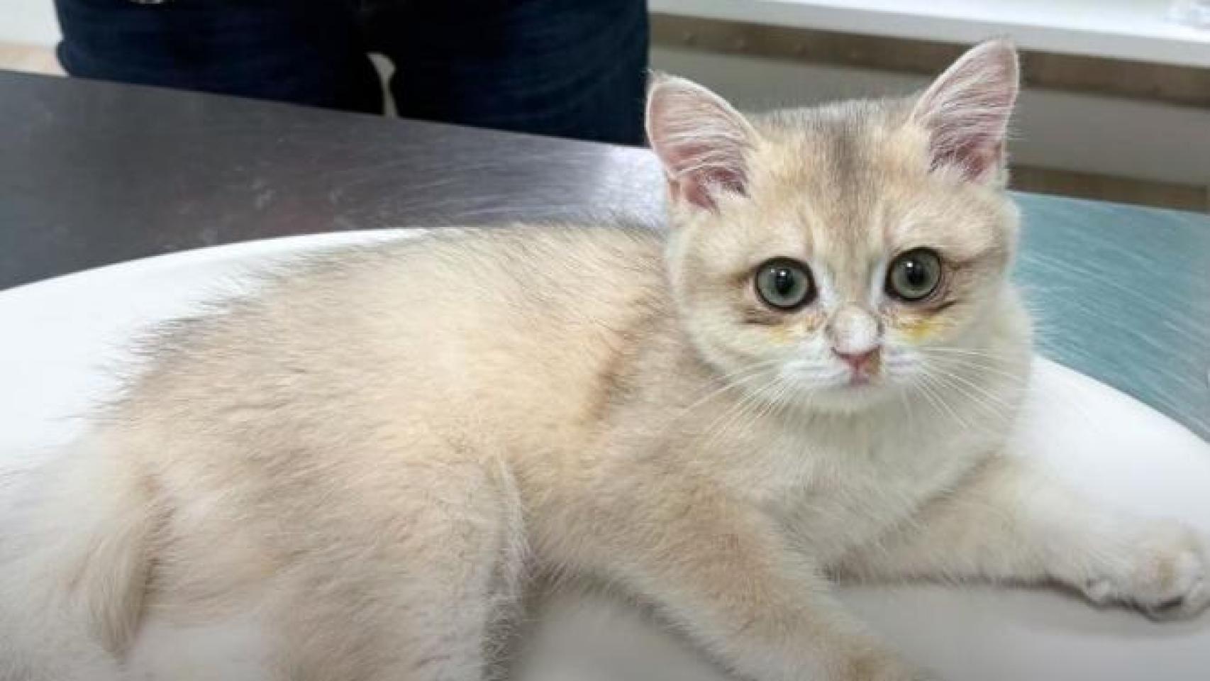 Paciente con infección respiratoria felina.