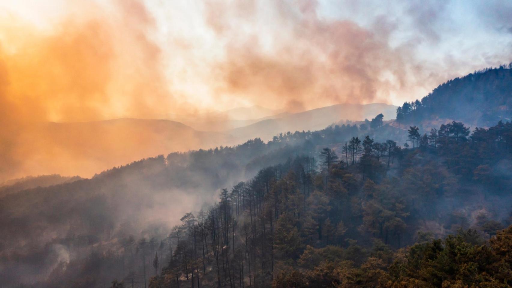 Un incendio forestal