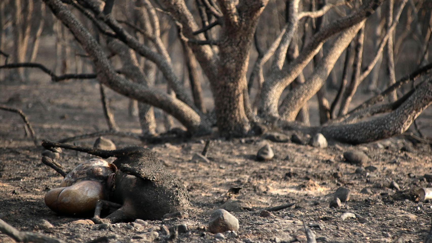 Consecuencias del incendio forestal de Herreros de Jamuz