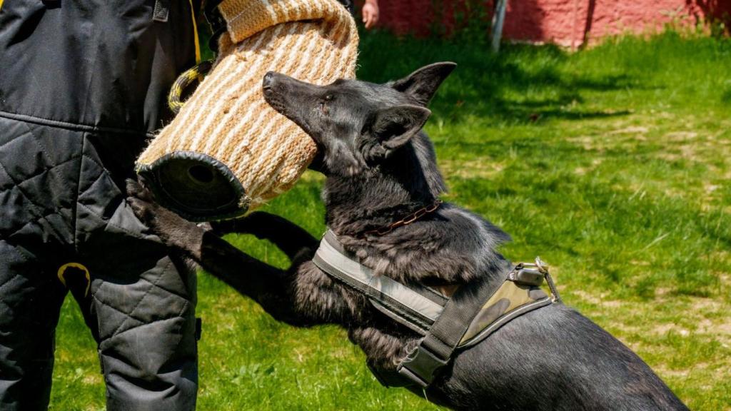 Un perro entrenando su fuerza.